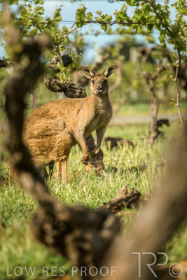 October 2021 / KANGAROOS-BAROSSA-ELDERTON_025