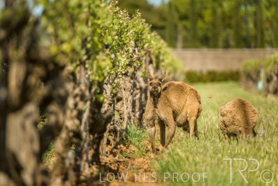 October 2021 / KANGAROOS-BAROSSA-ELDERTON_026