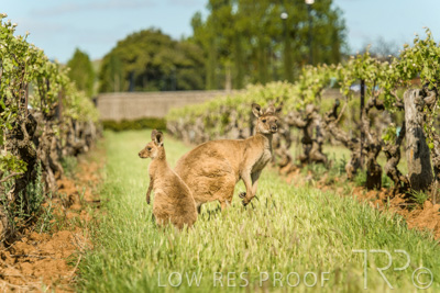 October 2021 / KANGAROOS-BAROSSA-ELDERTON_027
