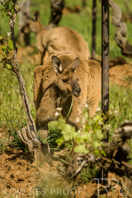 October 2021 / KANGAROOS-BAROSSA-ELDERTON_029