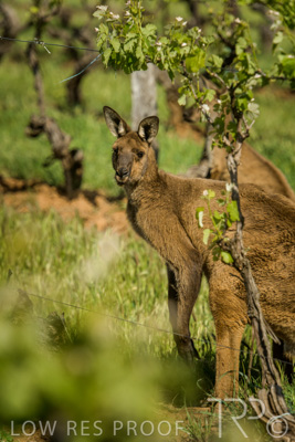 October 2021 / KANGAROOS-BAROSSA-ELDERTON_030