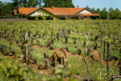 October 2021 / KANGAROOS-BAROSSA-ELDERTON_031