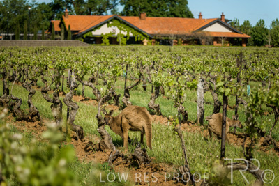 October 2021 / KANGAROOS-BAROSSA-ELDERTON_032