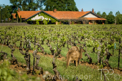 October 2021 / KANGAROOS-BAROSSA-ELDERTON_033