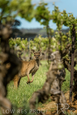 October 2021 / KANGAROOS-BAROSSA-ELDERTON_034
