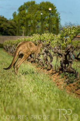 October 2021 / KANGAROOS-BAROSSA-ELDERTON_035