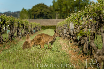 October 2021 / KANGAROOS-BAROSSA-ELDERTON_036