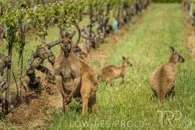 October 2021 / KANGAROOS-BAROSSA-ELDERTON_037