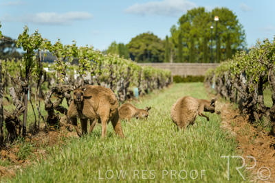 October 2021 / KANGAROOS-BAROSSA-ELDERTON_038