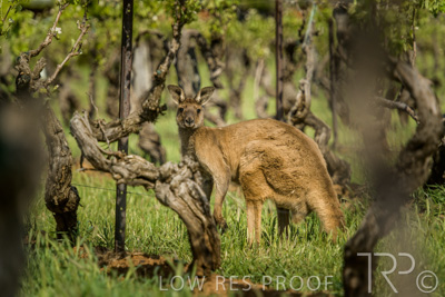 October 2021 / KANGAROOS-BAROSSA-ELDERTON_039