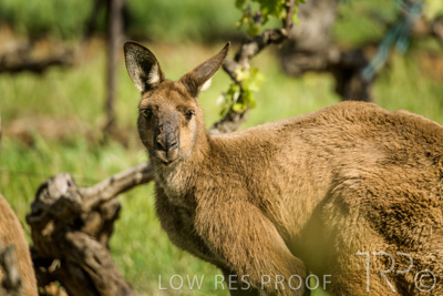 October 2021 / KANGAROOS-BAROSSA-ELDERTON_040