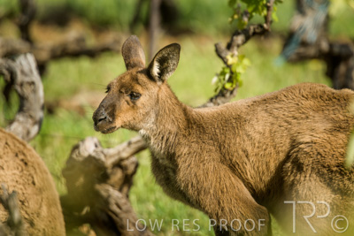October 2021 / KANGAROOS-BAROSSA-ELDERTON_041