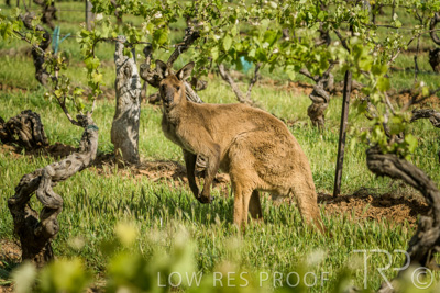 October 2021 / KANGAROOS-BAROSSA-ELDERTON_042