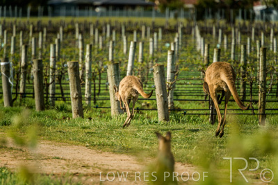 October 2021 / KANGAROOS-BAROSSA-ELDERTON_044