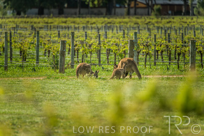 October 2021 / KANGAROOS-BAROSSA-ELDERTON_045
