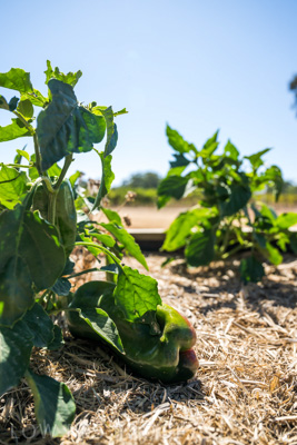 April 2022 / HENTLEY-FARM-220413-084