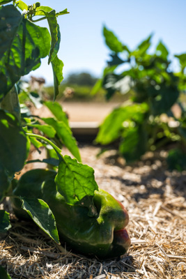 April 2022 / HENTLEY-FARM-220413-085