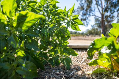 April 2022 / HENTLEY-FARM-220413-086