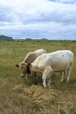 November 2022 / Glenellen_065