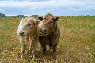 November 2022 / Glenellen_078