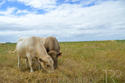 November 2022 / Glenellen_084