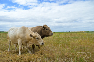 November 2022 / Glenellen_086