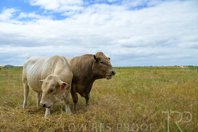 November 2022 / Glenellen_087