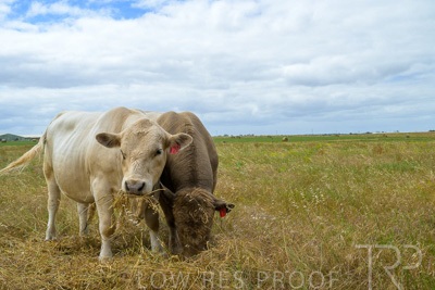 November 2022 / Glenellen_088