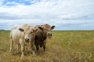 November 2022 / Glenellen_089