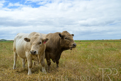 November 2022 / Glenellen_090