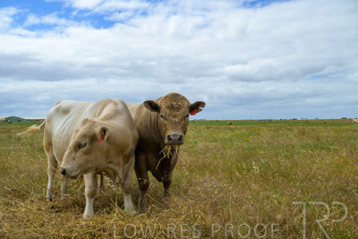 November 2022 / Glenellen_091