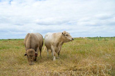 November 2022 / Glenellen_096