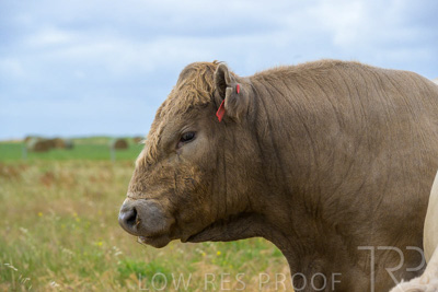 November 2022 / Glenellen_097