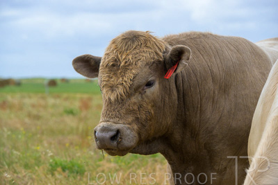 November 2022 / Glenellen_099