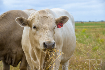 November 2022 / Glenellen_100