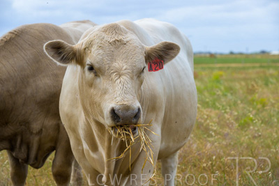 November 2022 / Glenellen_101