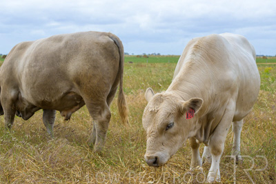 November 2022 / Glenellen_102