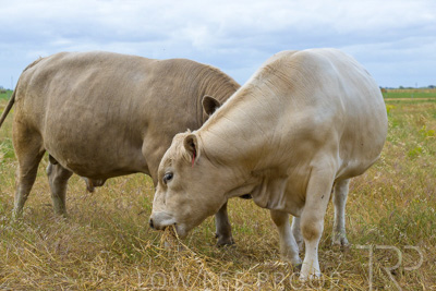 November 2022 / Glenellen_104