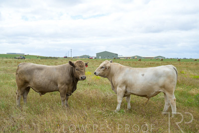 November 2022 / Glenellen_139