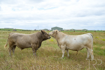 November 2022 / Glenellen_140