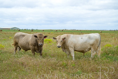 November 2022 / Glenellen_144