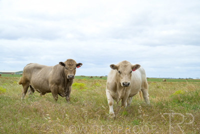 November 2022 / Glenellen_147