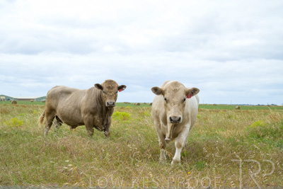 November 2022 / Glenellen_148