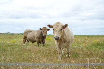 November 2022 / Glenellen_150