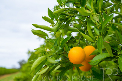 November 2022 / Nippys_155