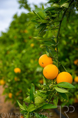 November 2022 / Nippys_156