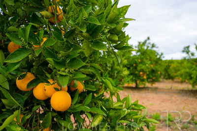 November 2022 / Nippys_160