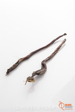 April 2016 / GOAT_TENDONS_09_160414