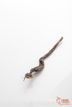 April 2016 / GOAT_TENDONS_10_160414