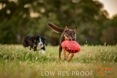 October 2017 / DOG_BALL_PLAYING_004_171018_TRP0373